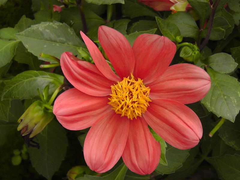 世外桃源 花朵