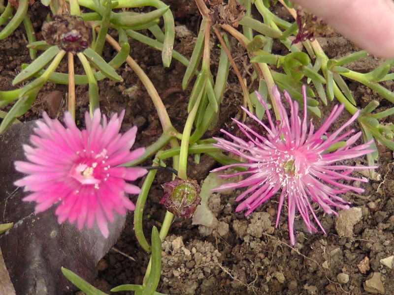 S1460144.JPG