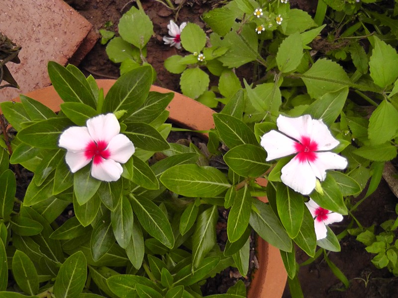 S1460151.JPG