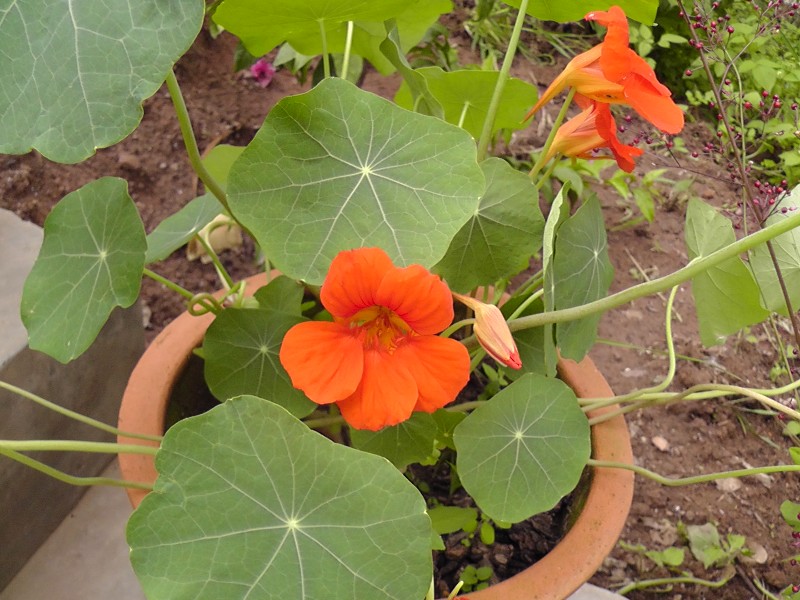 S1460158.JPG
