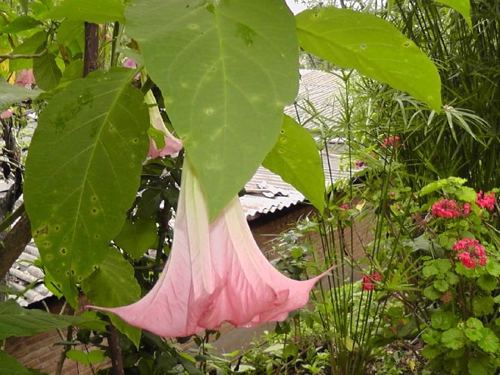 S1520100.JPG