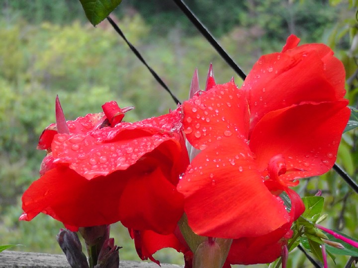 S1520114.JPG