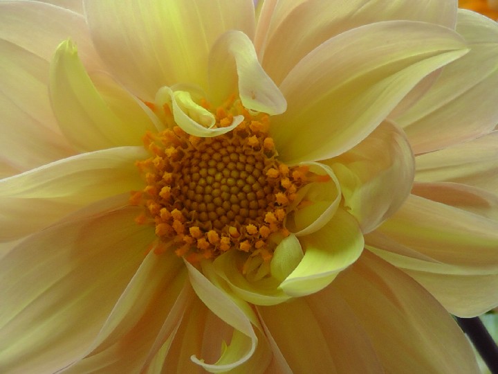 S1520117.JPG