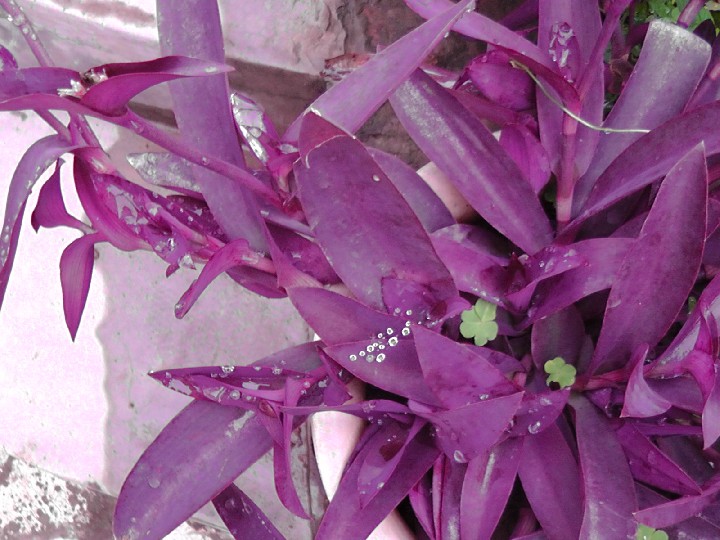 S1520137.JPG