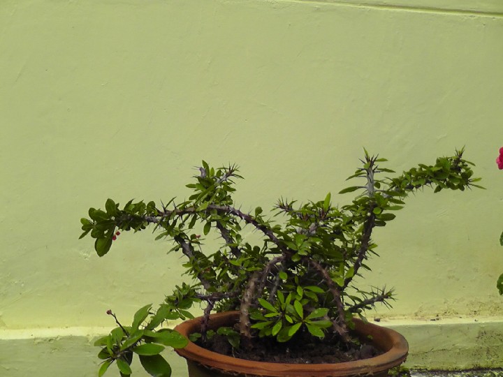 S1520164.JPG