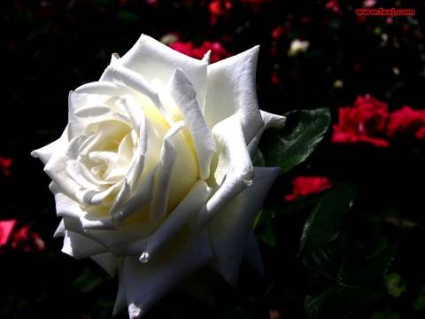 1994141_12.jpg