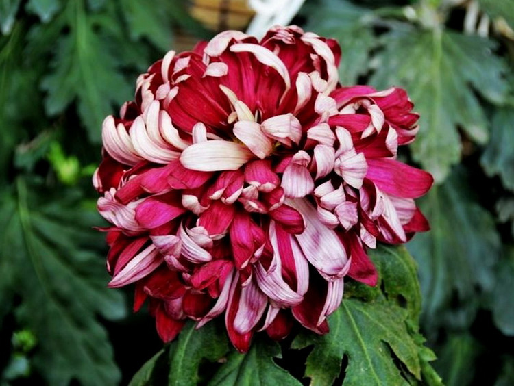 18537637_12.jpg