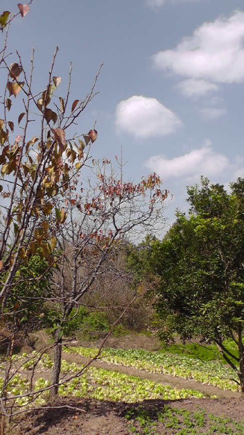 S1550145.JPG