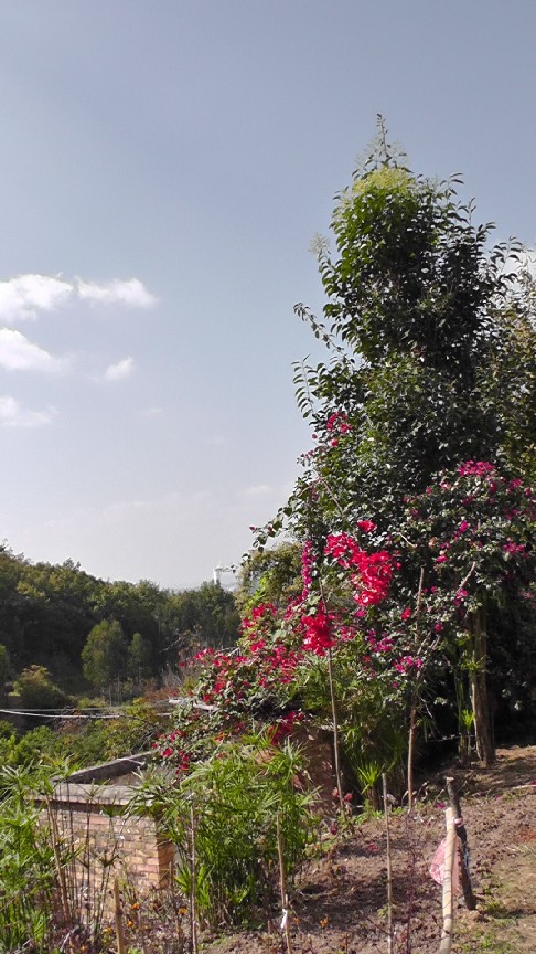 S1550185.JPG