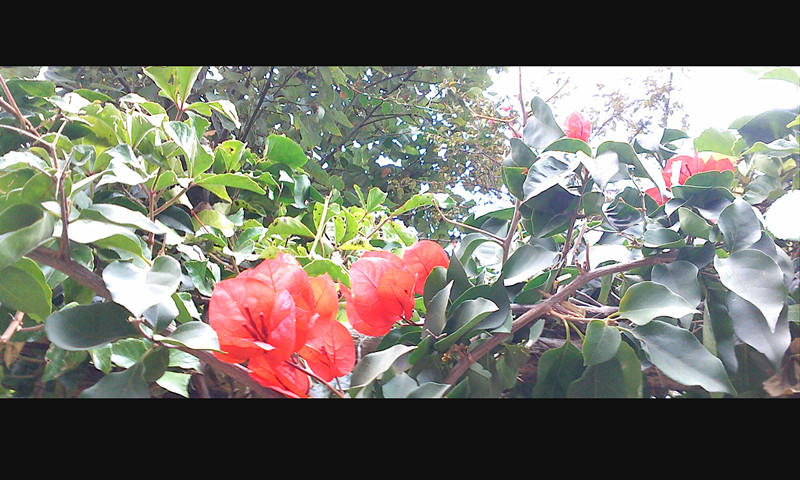 img1129122900_.jpg