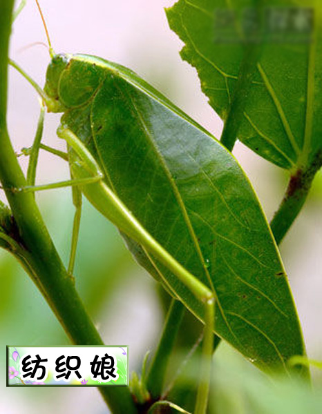 ֯.jpg