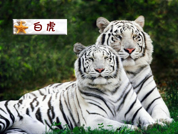 白虎.jpg