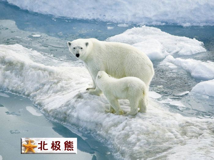 北极熊.jpg