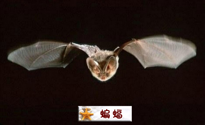 蝙蝠.jpg