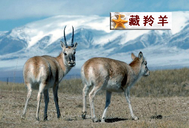 藏羚羊.jpg