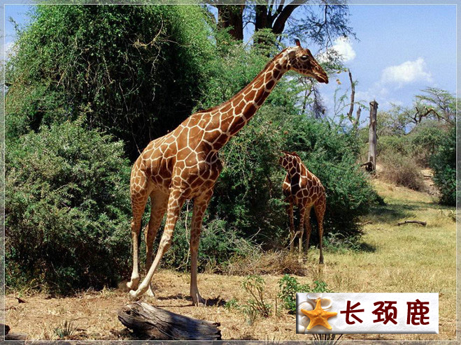长颈鹿.jpg