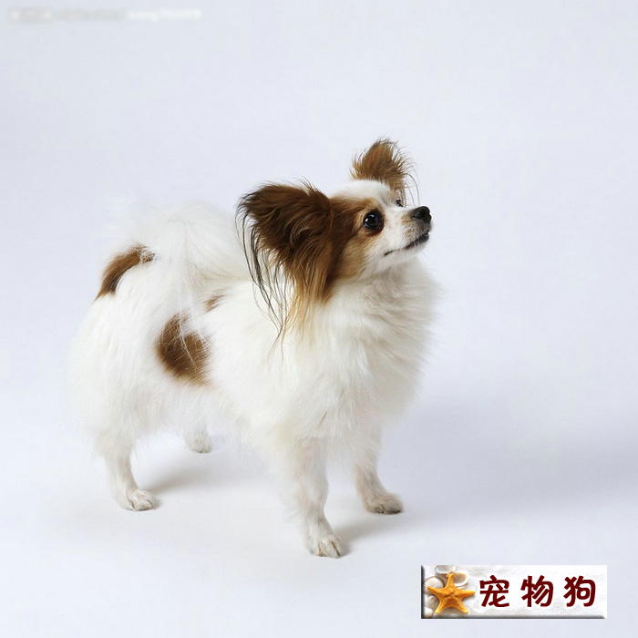 宠物狗.jpg