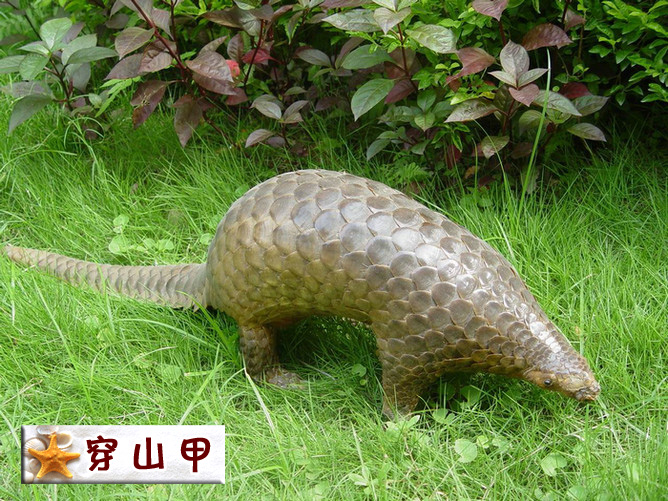 穿山甲.jpg