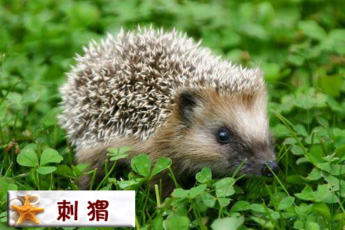 刺猬.jpg