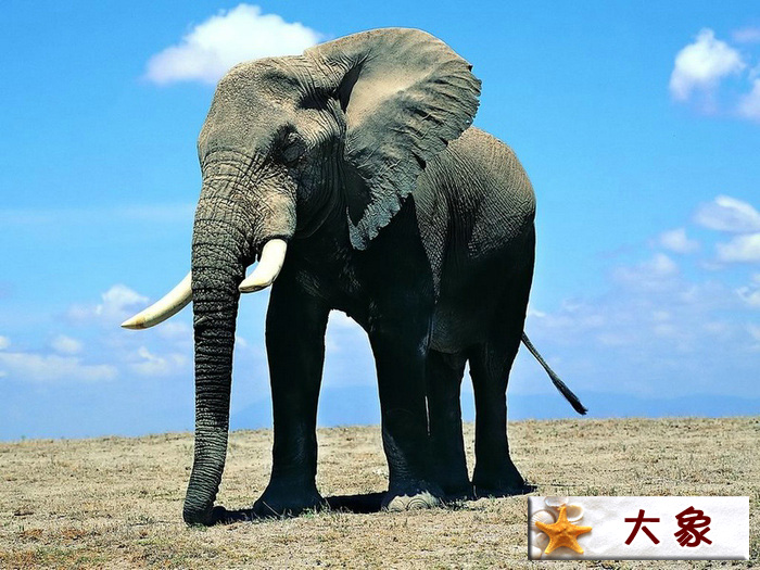 大象.jpg