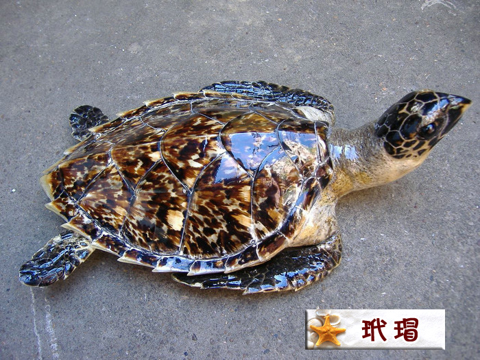 玳瑁.jpg