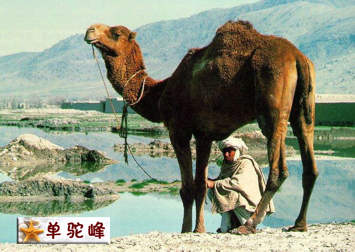 单峰驼.jpg