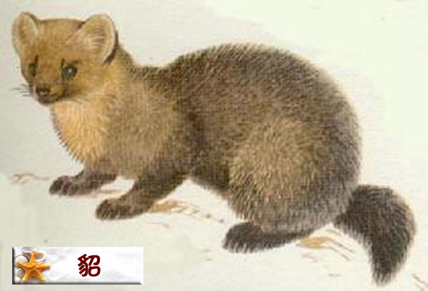 貂.jpg