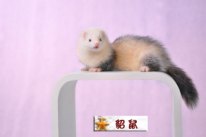 貂鼠.jpg