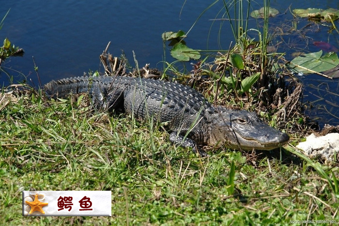 鳄鱼.jpg