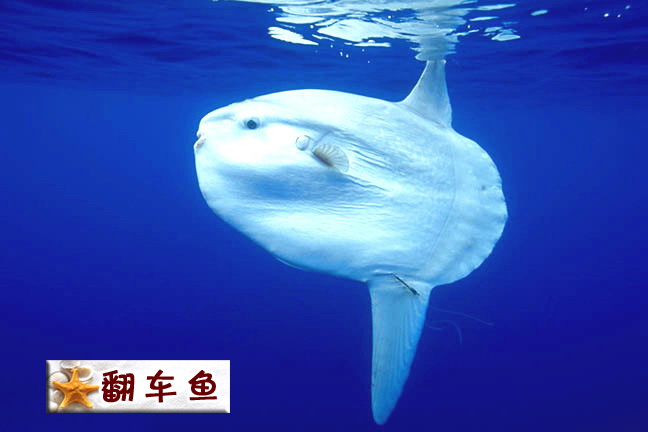 翻车鱼.jpg