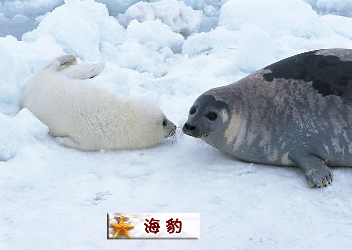 海豹.jpg