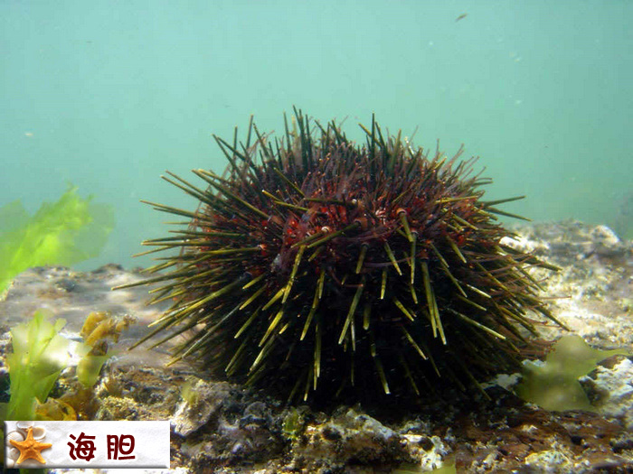 海胆.jpg