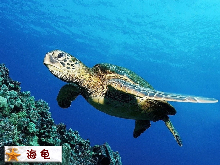 海龟.jpg