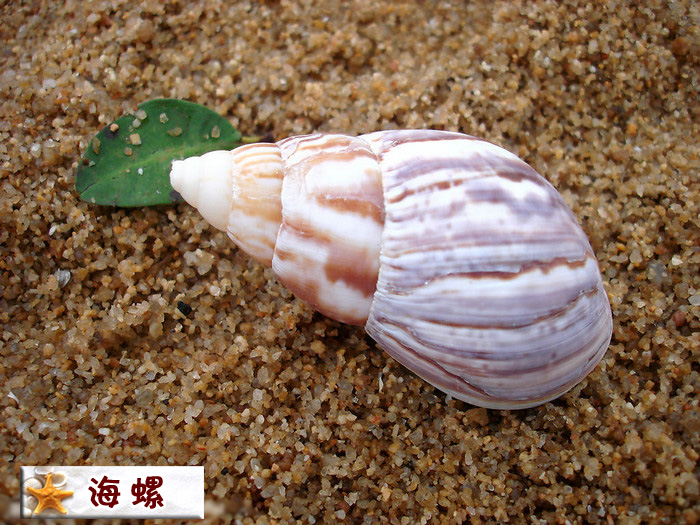 海螺.jpg