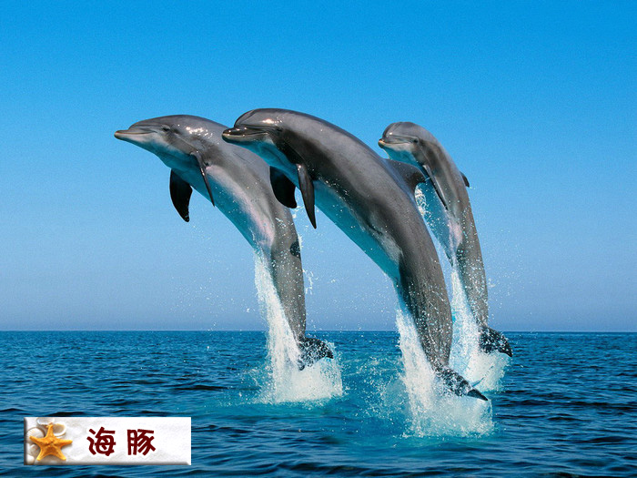 海豚.jpg