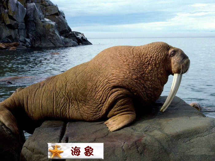 海象.jpg