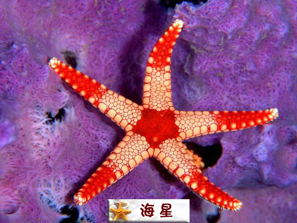 海星.jpg