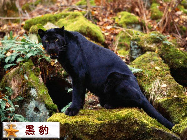 黑豹.jpg