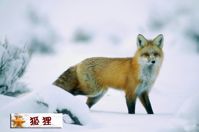 狐狸.jpg