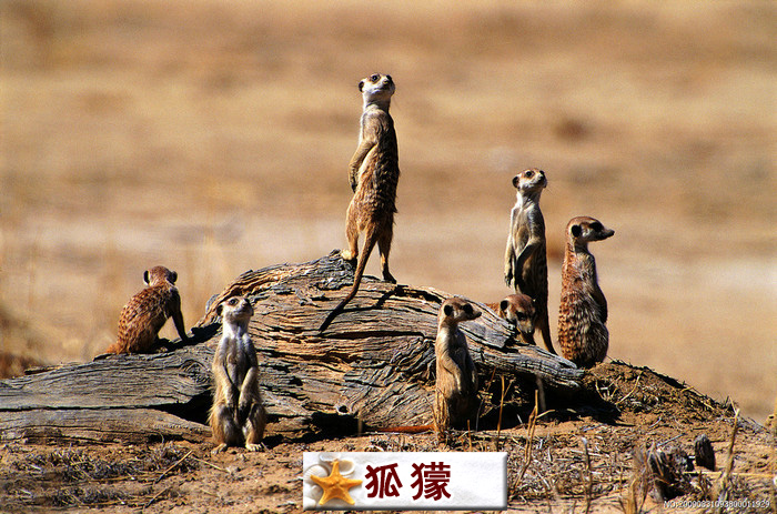 狐獴.jpg