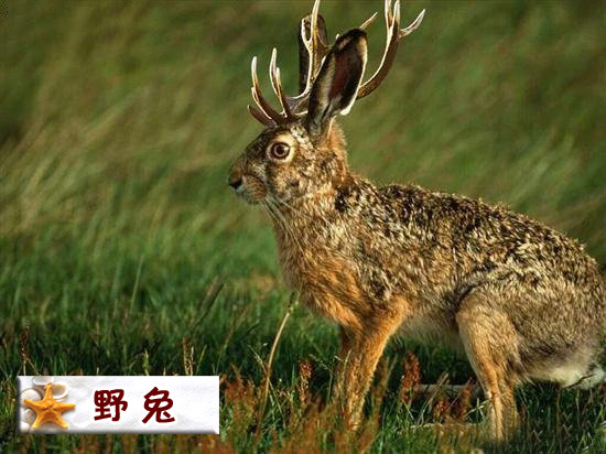 怀俄明野兔.jpg