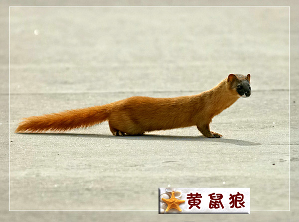 黄鼠狼.jpg