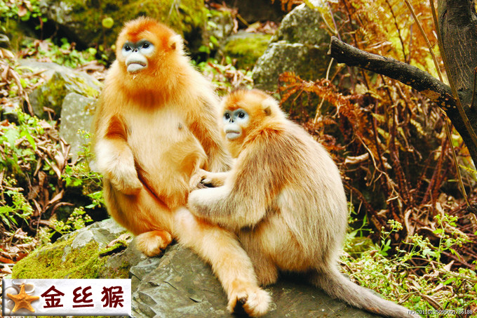 金丝猴.jpg