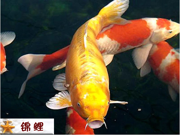锦鲤.jpg
