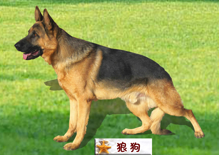 狼狗.jpg