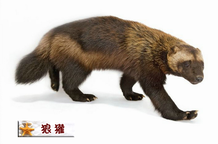 狼獾（又叫飞熊、月熊）.jpg
