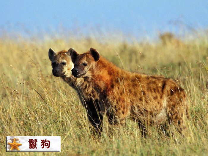 鬣狗.jpg