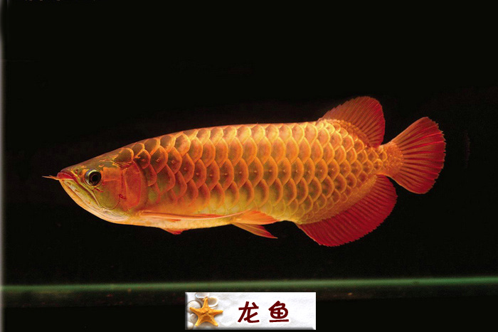 龙鱼.jpg