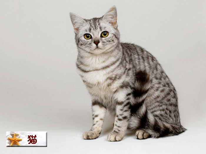 猫.jpg