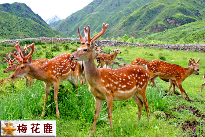 梅花鹿.jpg